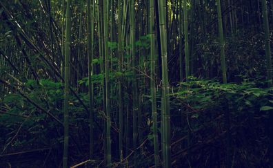 Bamboo, trees, forest
