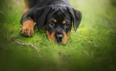 Relaxed, dog, puppy, rottweiler