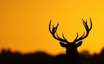 Deer, horns, animal, sunset