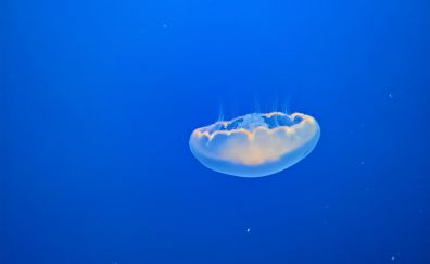 Jellyfish, blue fish, underwater, minimal
