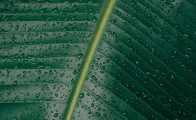 Green leaf, big, drops, water