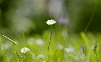 Meadow, lone, daisy plant, flowers, spring