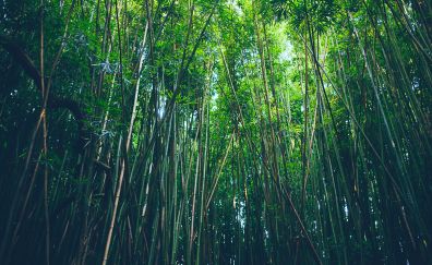 Bamboo, trees, forest, nature