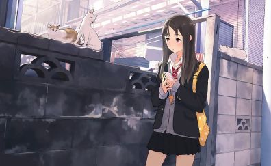 School dress, anime girl, walk, kitten