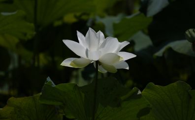 White lotus, flowers, leaves, pond