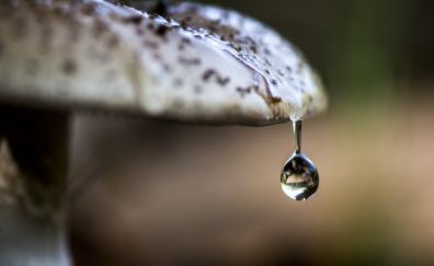 Mushroom, water drop, close up