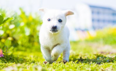 Cute, puppy, run, dog, animal