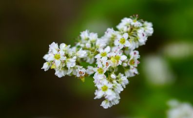 Blur, white, small flowers