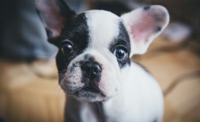 Cute, dog, animal, puppy, stare