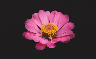 Portrait of flower, bloom, pink