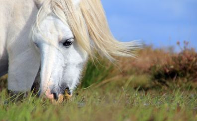 White horse, grazing, muzzle