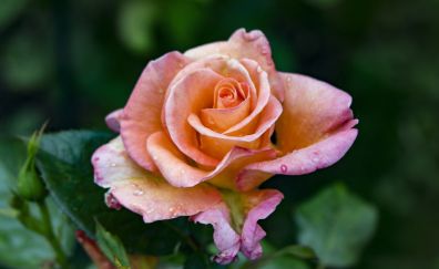 Close up, bloom, orange rose, 5k