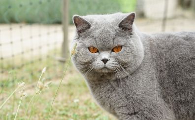 Angry cat, muzzle, British shorthair, pet
