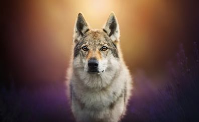 Wolf, predator, animal, portrait