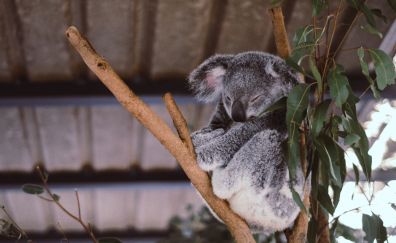 Koala, cute animal, sleeping, tree branch