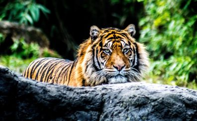 Tiger, predator, animal, confident, 4k
