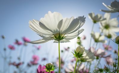 Cosmos, plants, flowers, sunny day, meadow, 4k