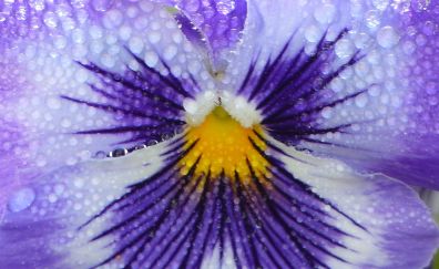 Dew drops, purple flowers, close up