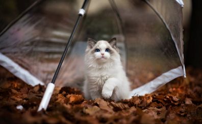Autumn, cute kitten, pet, umbrella, outdoor