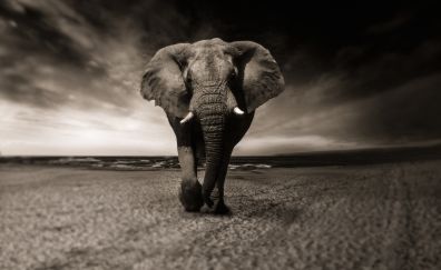 Elephant, walk, animal, monochrome
