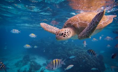 Turtle, tropical fishes, underwater
