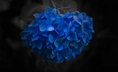 Flower blue close up petals