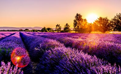 France, flower field, lavender, flowers, sunset
