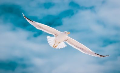 Wings, fly, white seagull, bird