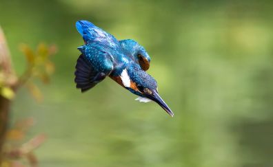 Kingfisher, bird, diving