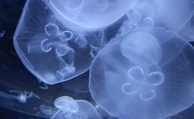 White Jellyfish, underwater, close up