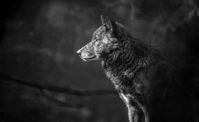 Monochrome, predator, wolf