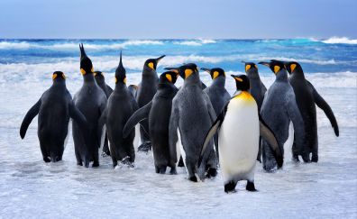 King penguin at beach, play, beach, 8k