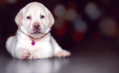 Cute, adorable, puppy, Labrador Retriever, 8k