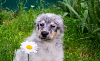 Furry puppy, flowers, cute, meadow, 4k