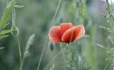 Red poppy, flower, grass threads