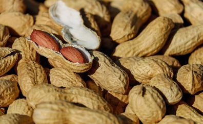 Nuts shell ripe