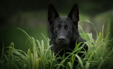 Black German Shepherd Dog muzzle