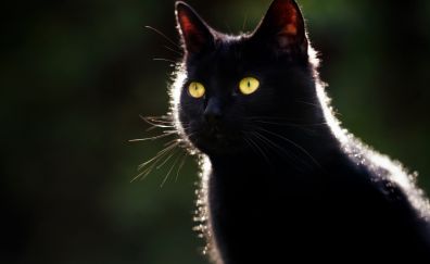 Cat muzzle, black animals, pet