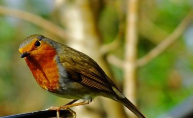 European robin bird