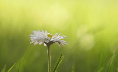 White daisy, grass threads, blur