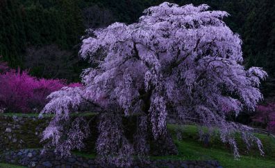 Purple leaves, flowers, blossom, tree