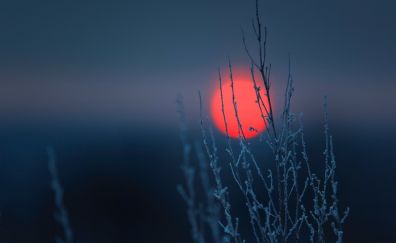 Red sun and plants