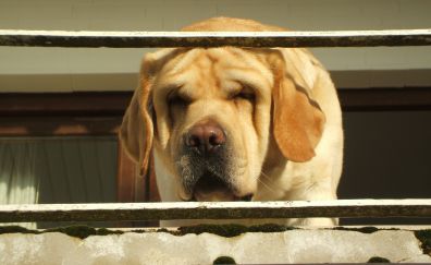 Labrador retriever dog muzzle