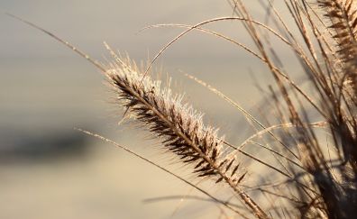 Golden grass threads, close up