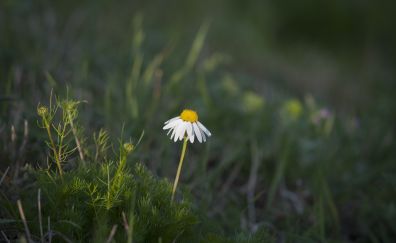 Daisy flower of meadow, blur
