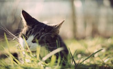 Cat muzzle, grass, close up