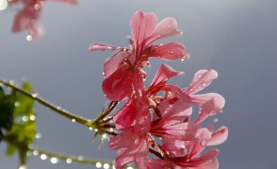 Geranium, pink flower, water drops, 5k