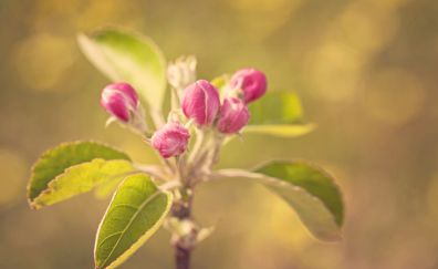 Apple Blossom, spring