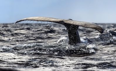 Whale tail, sea splashes