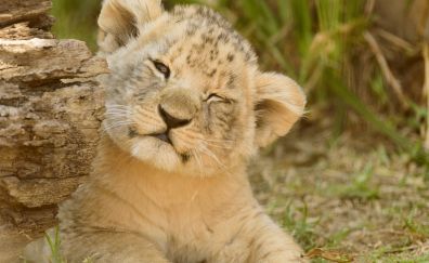 Lion cub, baby animal, cute, play, 4k